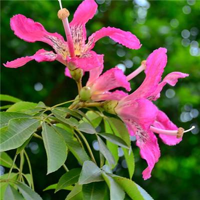 芥子空间免流版下载